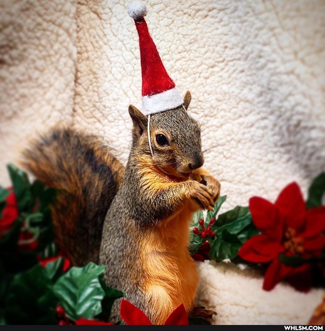 aww, baby_animals, christmas, baby_squirrel, wholesome