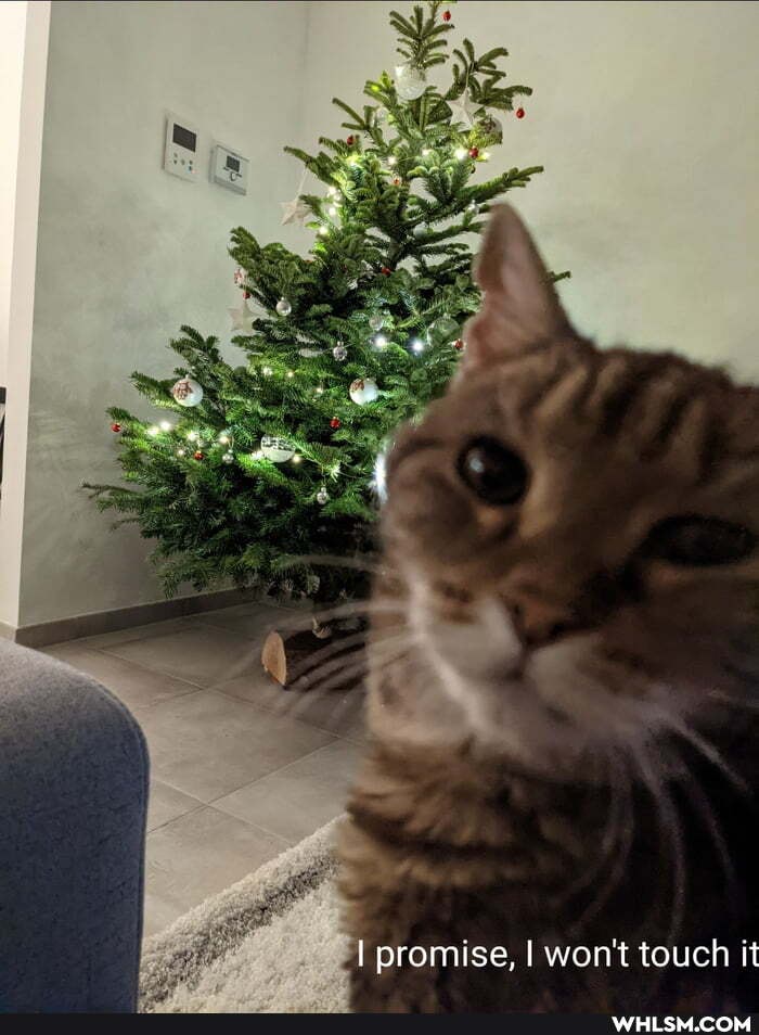 promise, I won't touch it