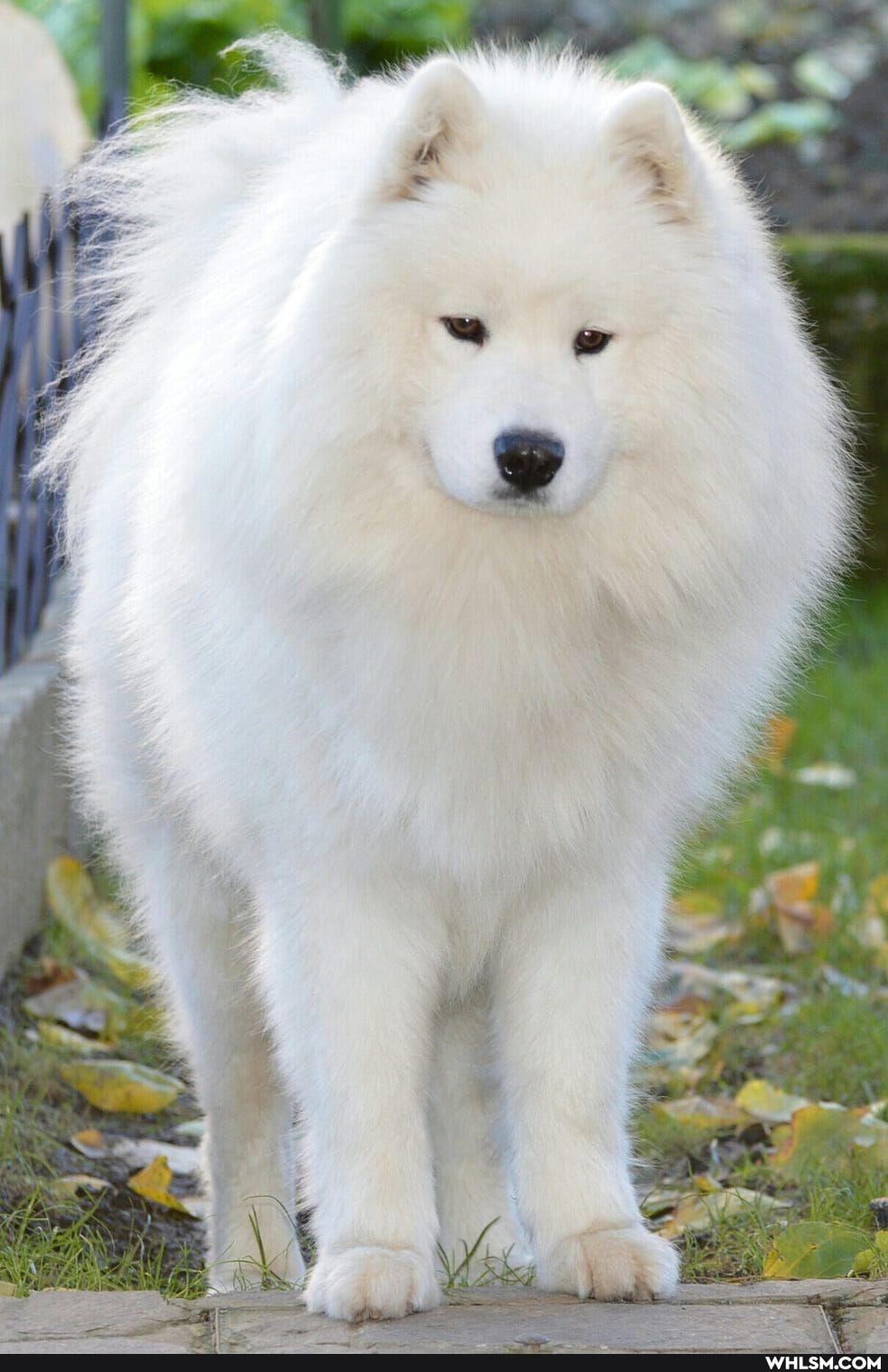 dog, national_dog_day