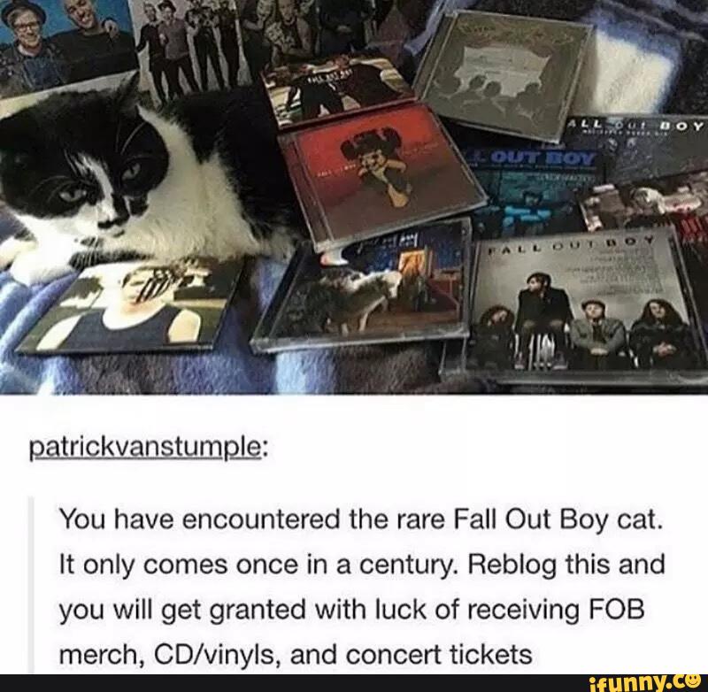 pggtrickvantumgle:
You have encountered the rare Fall Out Boy cat.
It only comes once in a century. Reblog this and
you will get granted with luck of receiving FOB
merch, CD/vinyls, and concert tickets