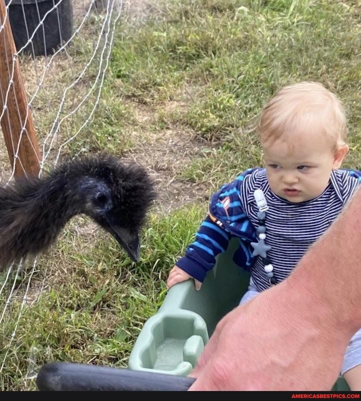 birds, baby_animals