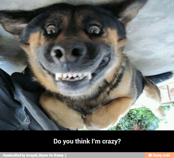 Do you think I'm crazy? - Do you think I'm crazy?