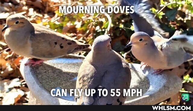 MOURNING DOVES
At
CAN FLYUPTO55 MPH.