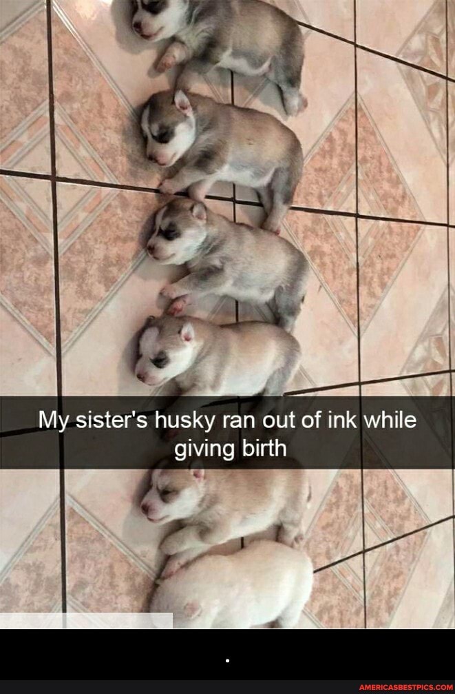 My sister's husky ran out of ink while giving birth
Hi - .