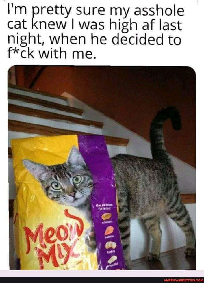 I'm pretty sure my asshole cat knew I was high af last
night, when he decided to f*ck with me.