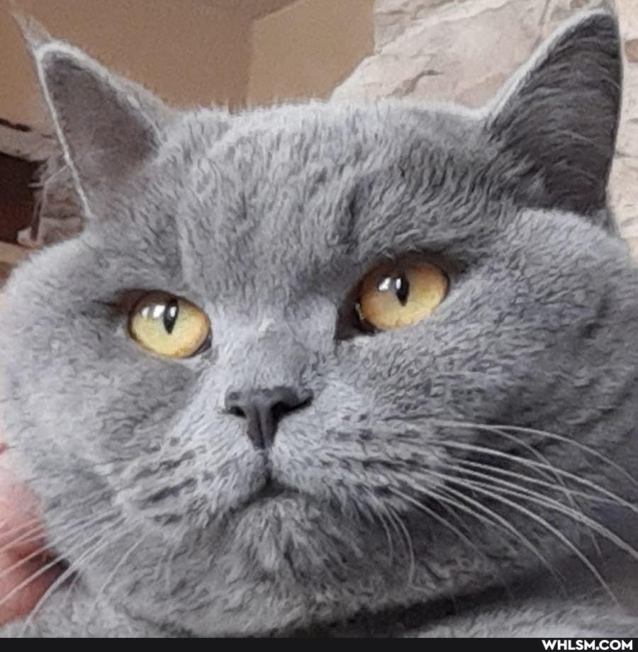 funny, cats, beautiful