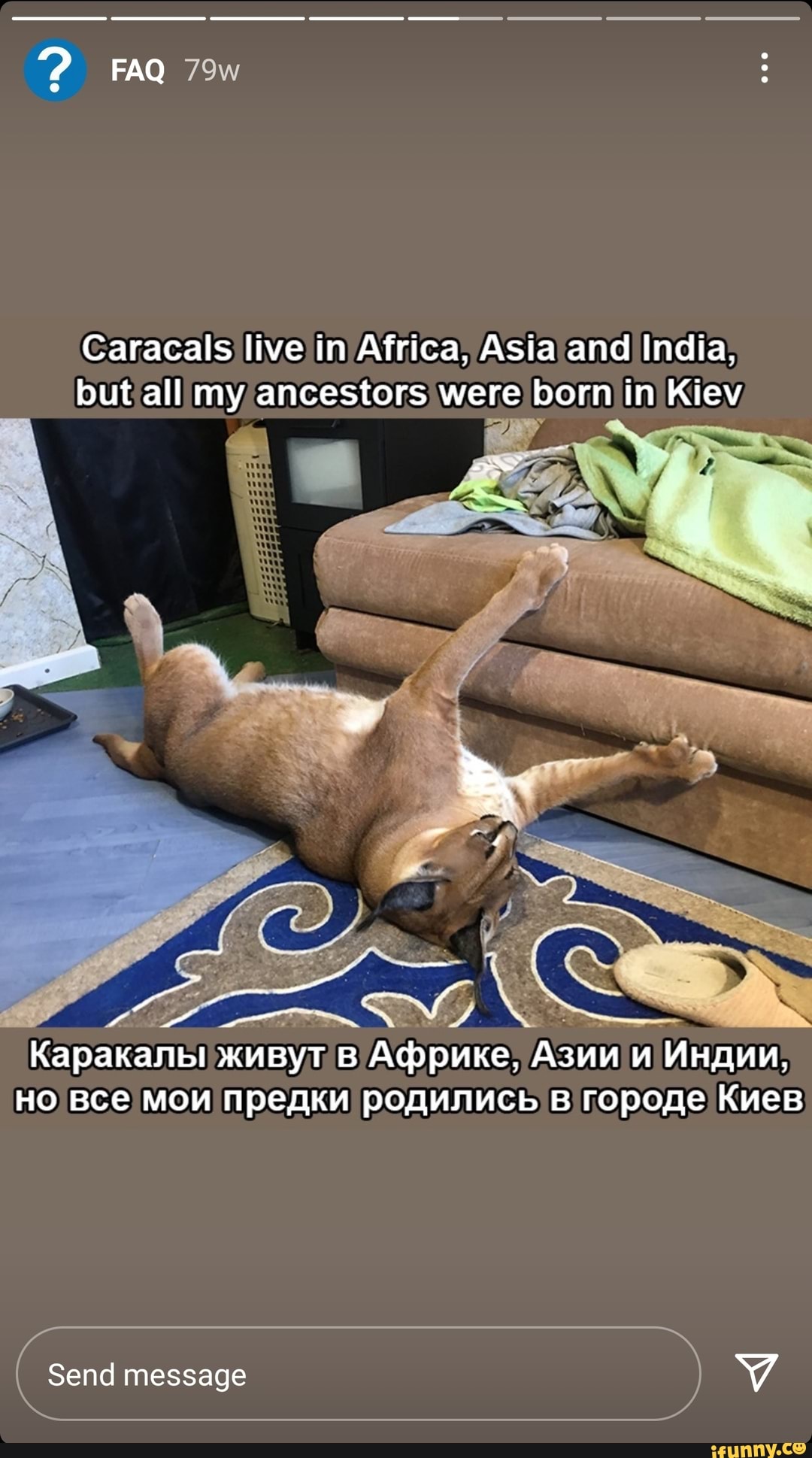 FAQ Caracals live in Africa, Asia and India, but all my ancestors were