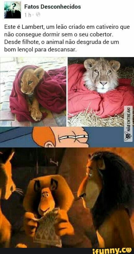 Este é Lambert, um
leão criado em
cativeiro que
não consegue dormir sem o seu cobertor.
Desde filhote, o
animal não desgruda de um
bom lençol para descansar.