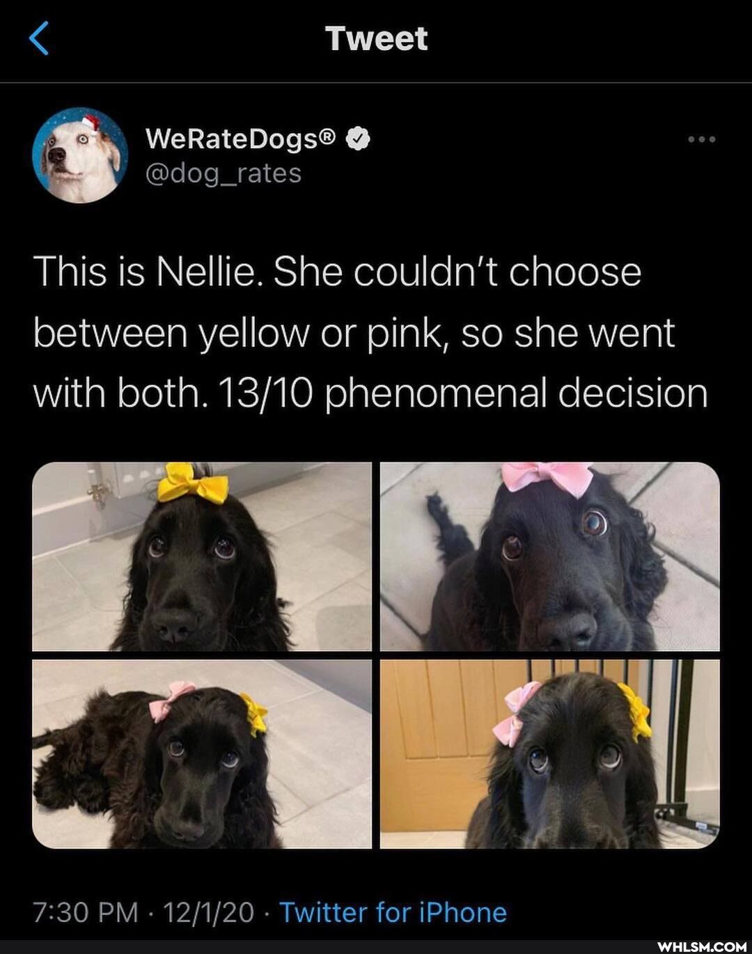 Tweet
This is Nellie. She couldn't choose between yellow or pink, so she went with both. phenomenal decision
PM - - Twitter for iPhone