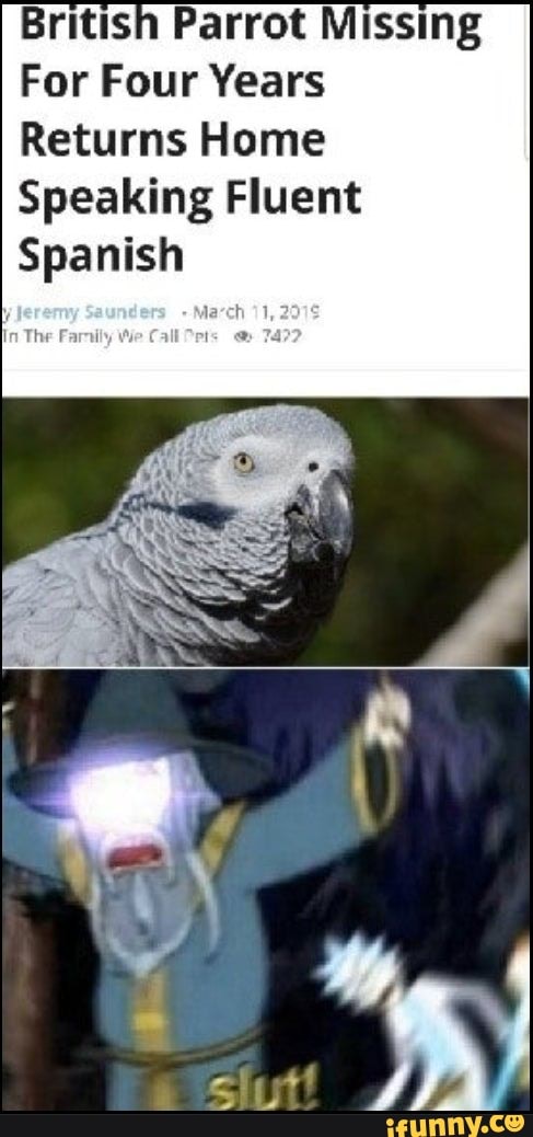 British Parrot Missing
For Four Years
Returns Home
Speaking Fluent
Spanish
