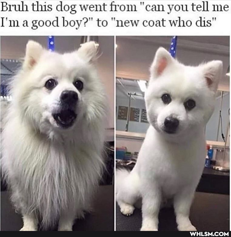 Bruh this dog went from "can you tell me
I'm a good boy?" to "new coat who dis"