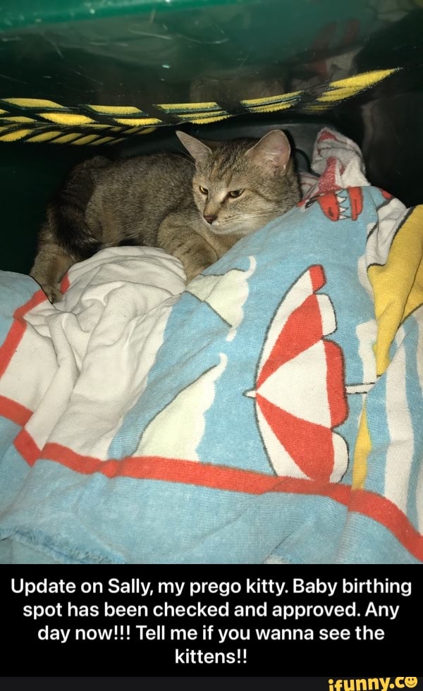 Update on Sally, my prego kitty. Baby birthing spot has been checked and approved. Any day now!!! Tell me if you wanna see the kittens!! - Update on Sally, my prego kitty. Baby birthing spot has been checked and approved. Any day now!!! Tell me if you wanna see the kittens!!