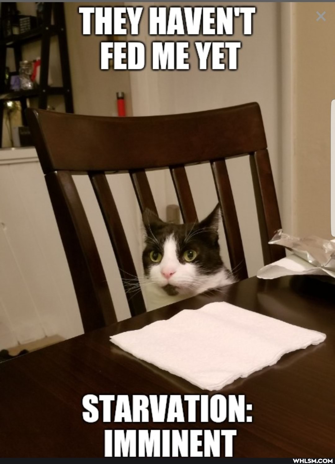 THEY HAVENT FED ME YET
STARVATION:
IMMINENT