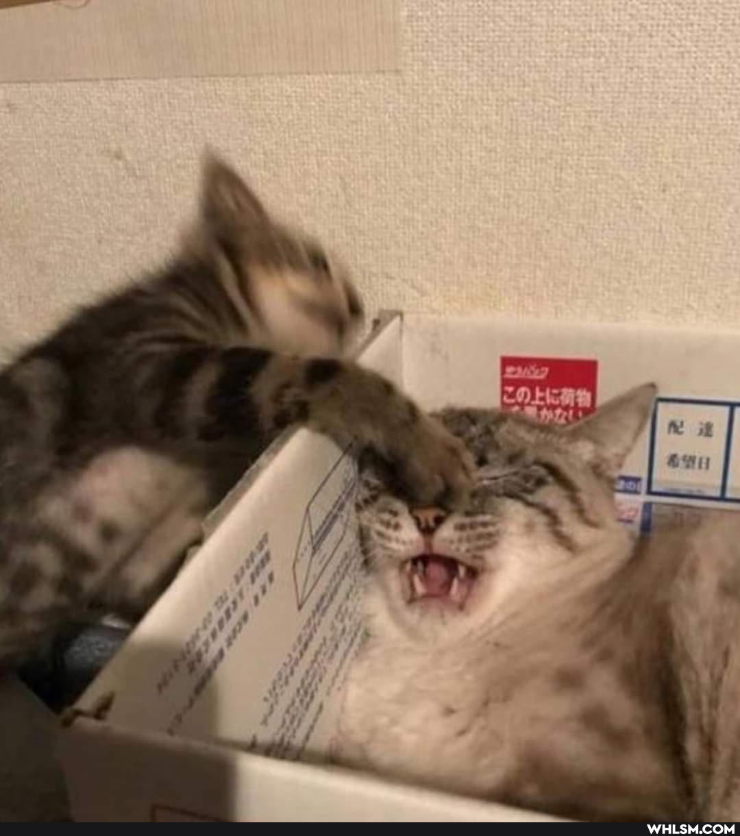 cat