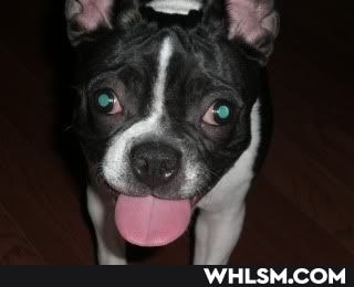 maru, boston_terrier
