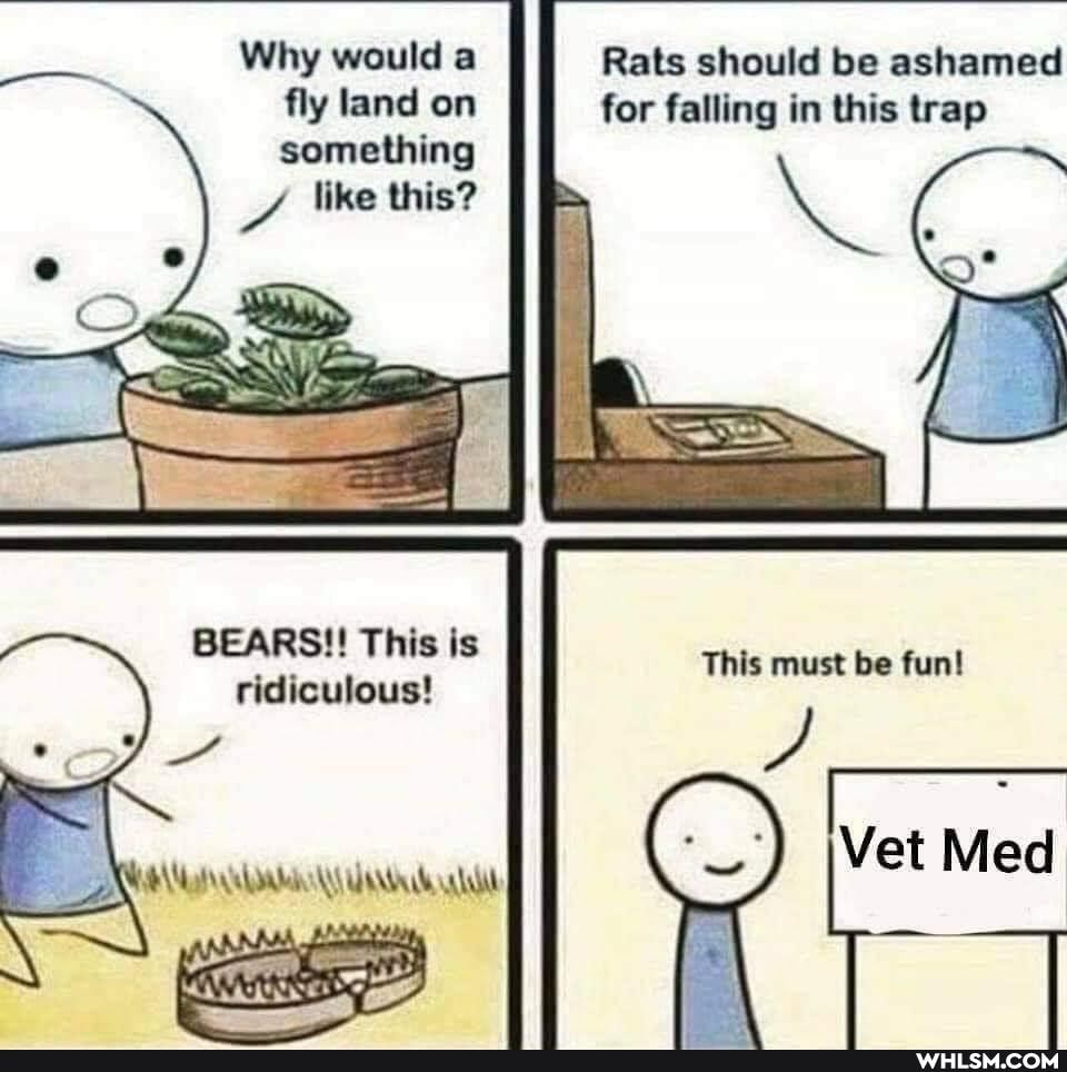 Why would a fly land on something
like this?
Rats should be ashamed for falling in this trap
BEARS!! This is ridiculous!
This must be