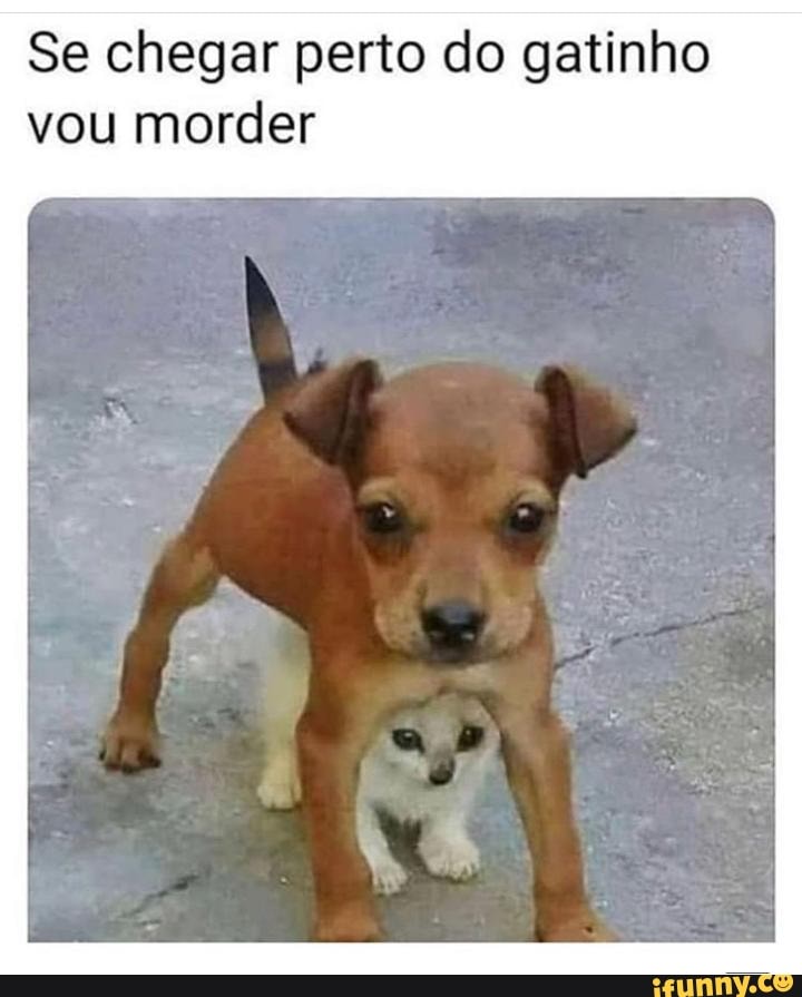 Se chegar perto do gatinho
vou morder