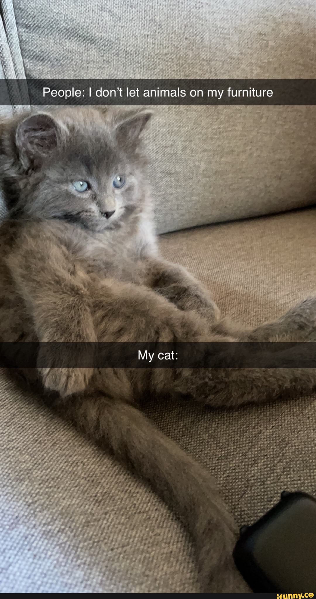 People: I don't let animals on my furniture
My cat: