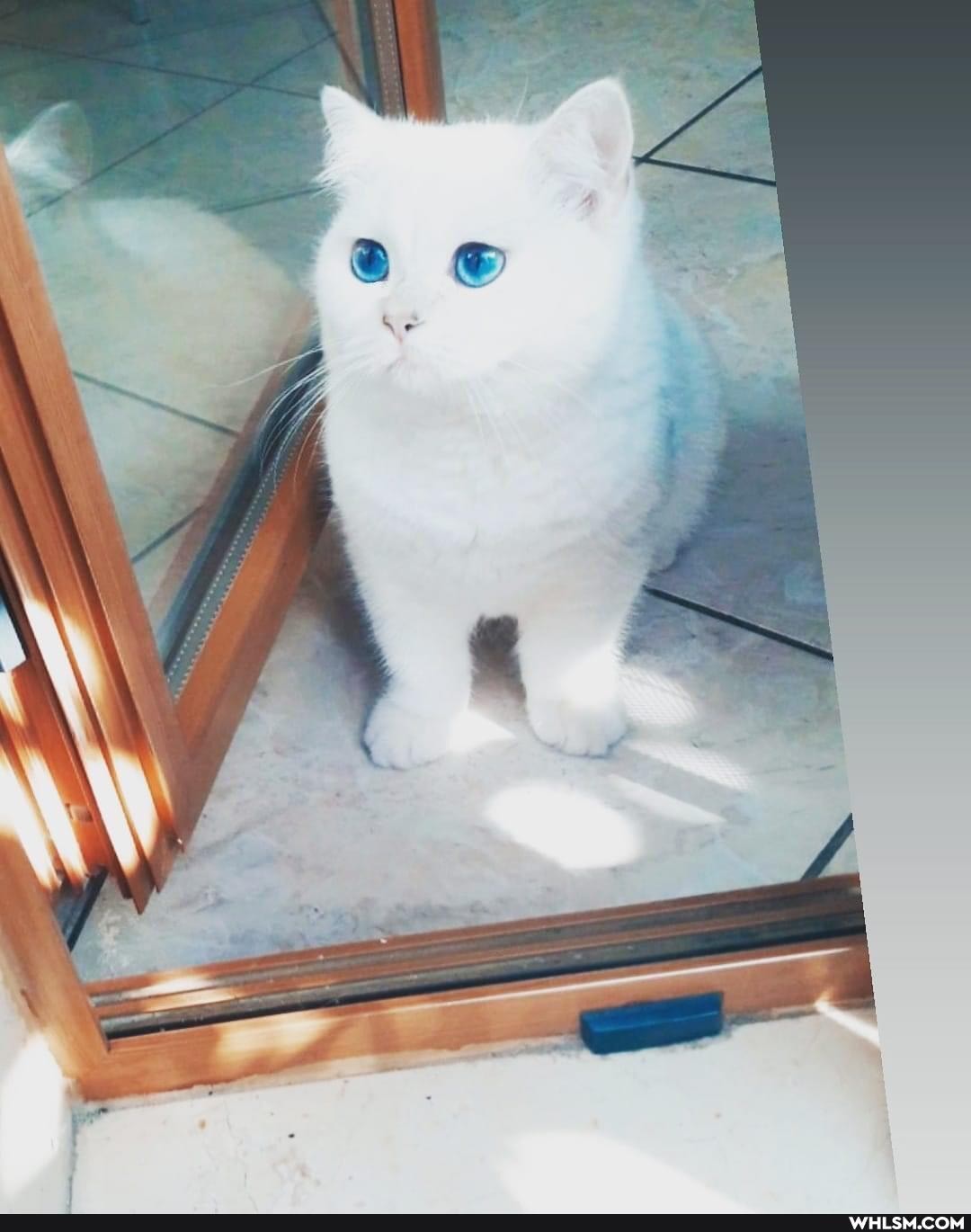cats, puppy, beautiful