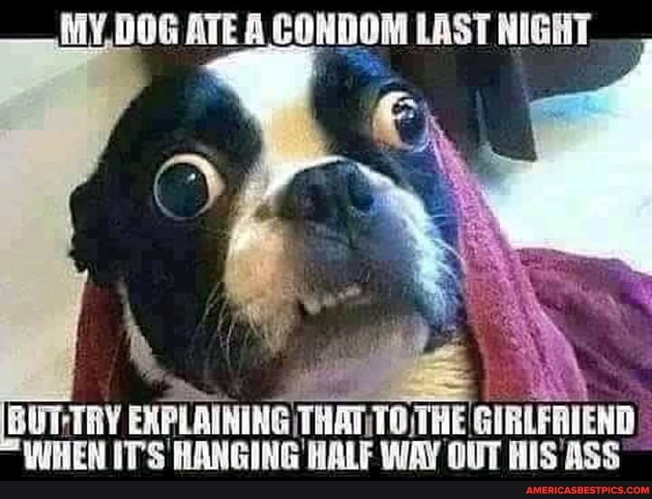 MY DOG ATE A CONDOM LAST NIGHT
EXPLAINING THAT TO THE GIRLFRIEND WHEN IT'S HANGING HALF WAY OUT ASS