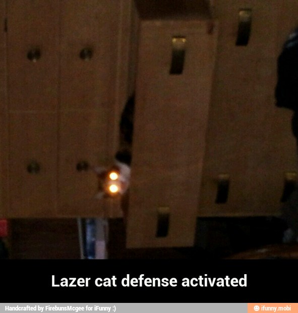 Lazer cat defense activated - Lazer cat defense activated