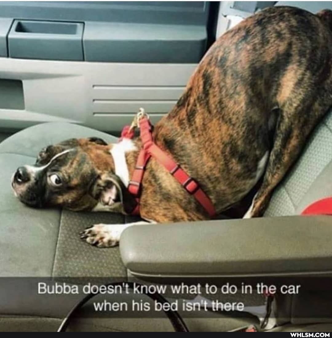 Bubba doesn't. know what to do in the car when his bed i