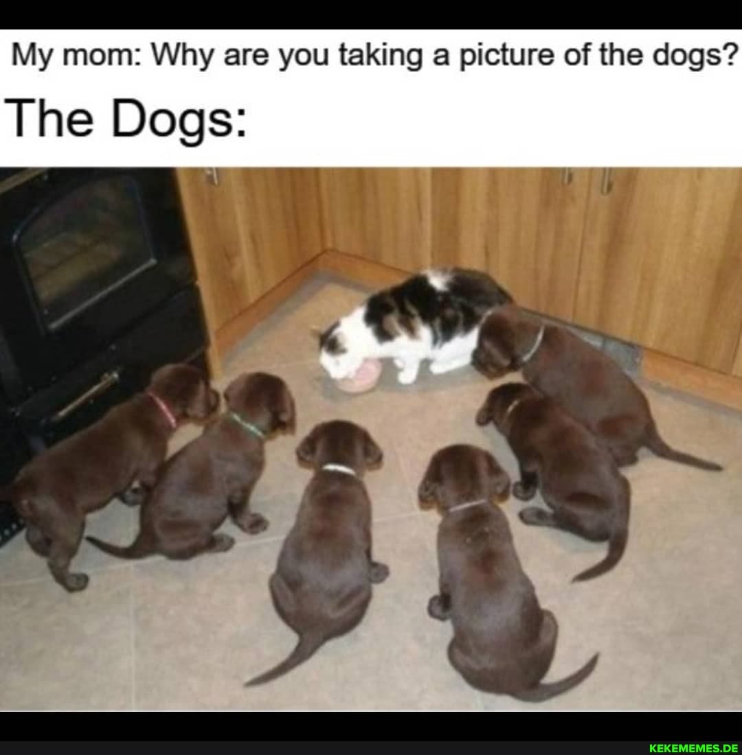 My mom: Why are you taking picture of the dogs?
The Dogs: