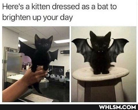 Here's a kitten dressed as a bat to brighten up your day
Ss 4