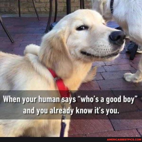 When your human man says "who's a good boy" and you already know it's you.