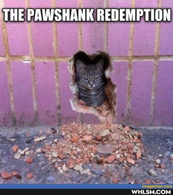 THE PAWSHANK REDEMPTION
