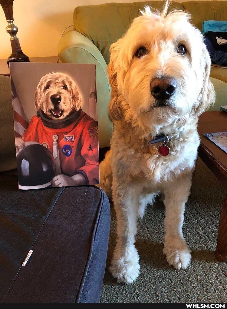 funny, aww, awesome, doggo