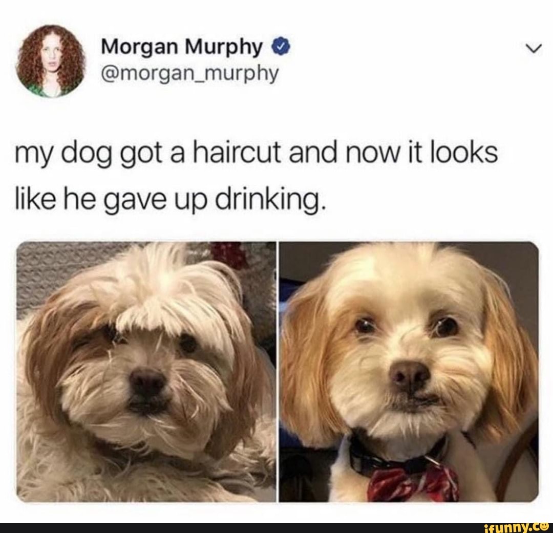 my dog got a haircut and now it looks like he gave up drinking.