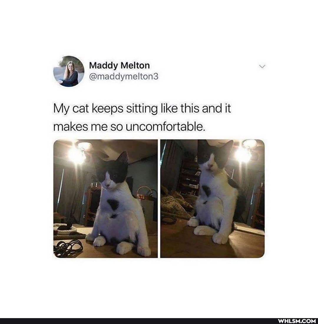 Maddy Melton
My cat keeps sitting like this and it makes me so uncomfortable.