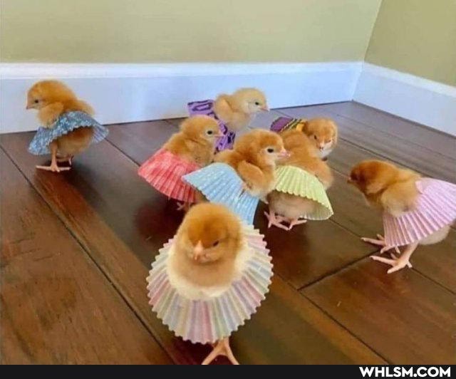 funny, aww, mildly_amusing