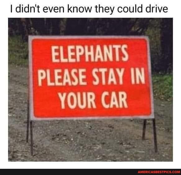 I didn't even know they could drive
[ ELEPHANTS PLEASE STAY IN
YOUR CAR I