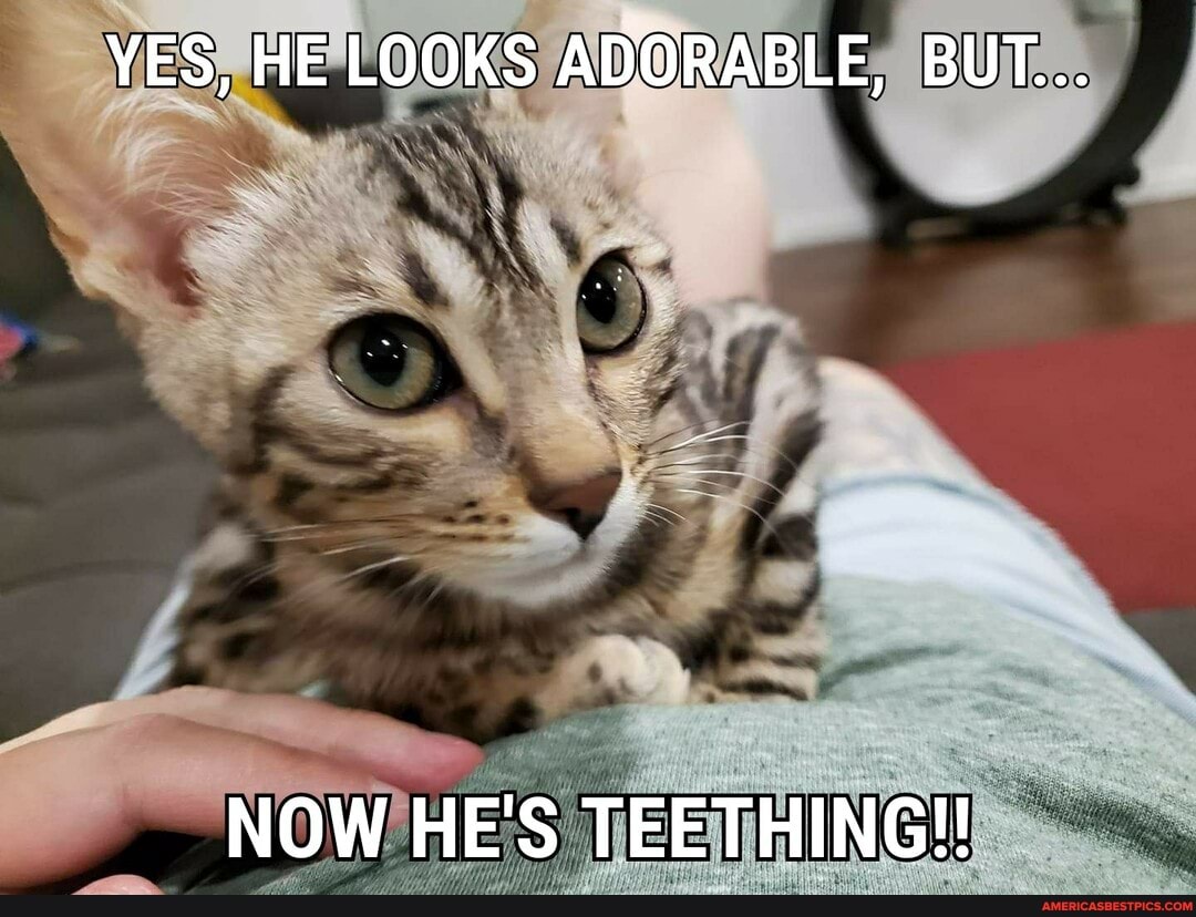 YES, HE LOOKS ADORABLE, BUT...
NOW HE'S TEETHING!!
