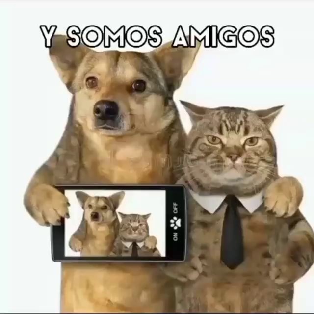 Quando eu estou morrendo na Fila do SUS e me lembro do meme do cachorro  Falando Intankavelo Bostil - iFunny Brazil