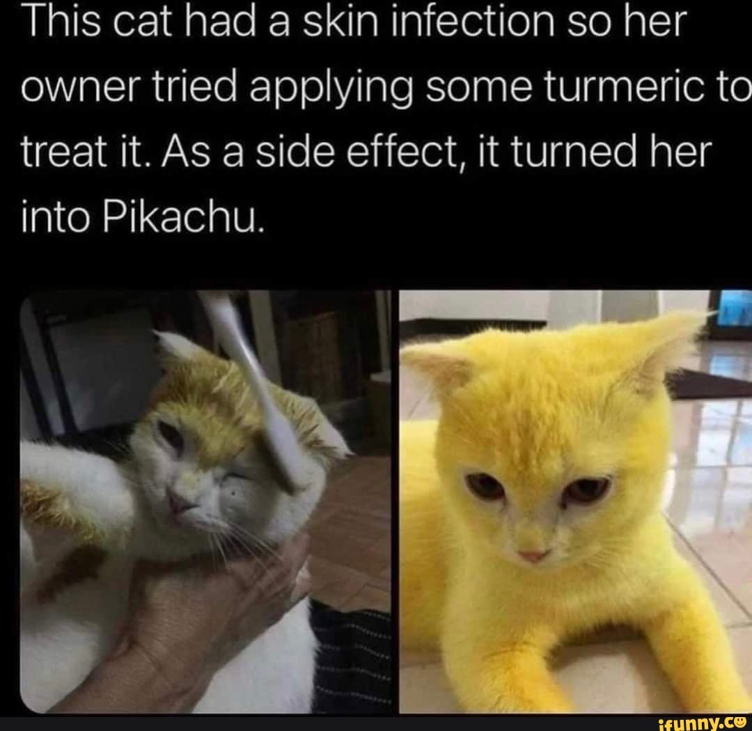 This cat had a skin infection so her owner tried applying some turmeric