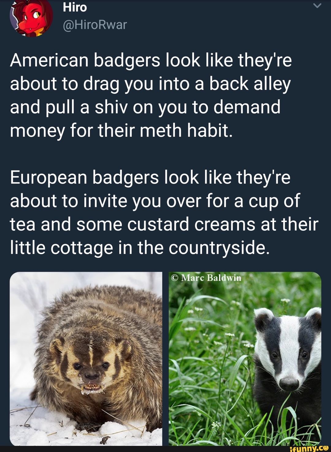 American badgers look like they're about to drag you into a back alley