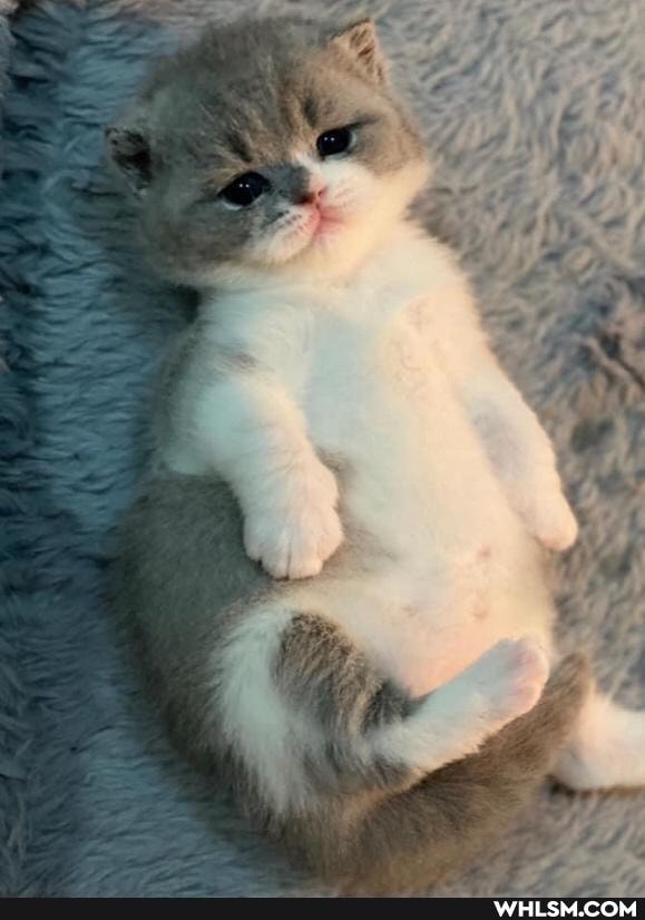 cats, love, caturday