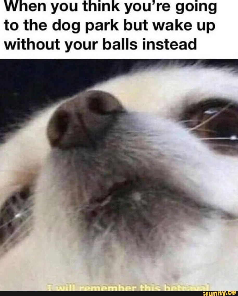 When you think you're going
to the dog park but wake up
without your balls instead