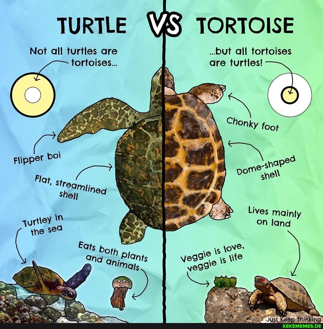 TURTLE VS TORTOISE
Not all turtles are tortoises...
Flippe
Shey
..but all tortoises are turtles!
boi po
Lives mainly on land
