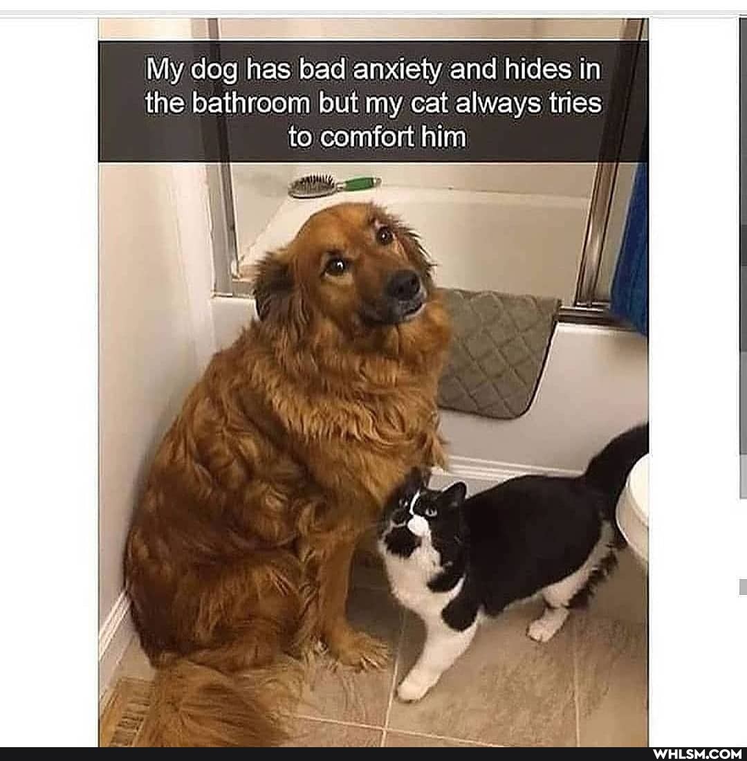 My dog has bad anxiety and hides in the bathroom but my cat always tries to comfort him
tr