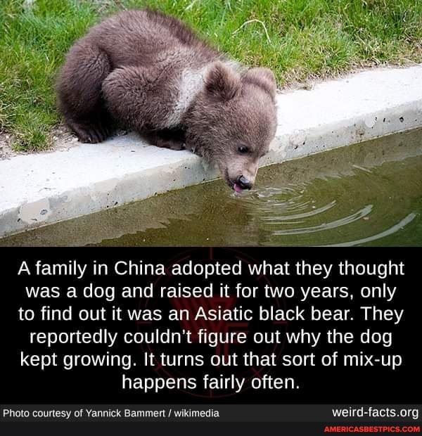 A family in China adopted what they thought was a dog and raised it for two years, only to find out it was an Asiatic black bear. They reportedly couldn't figure out why the dog kept growing. It turns out that sort of mix-up happens fairly often.
Photo courtesy of Yannick Bammert / wikimedia