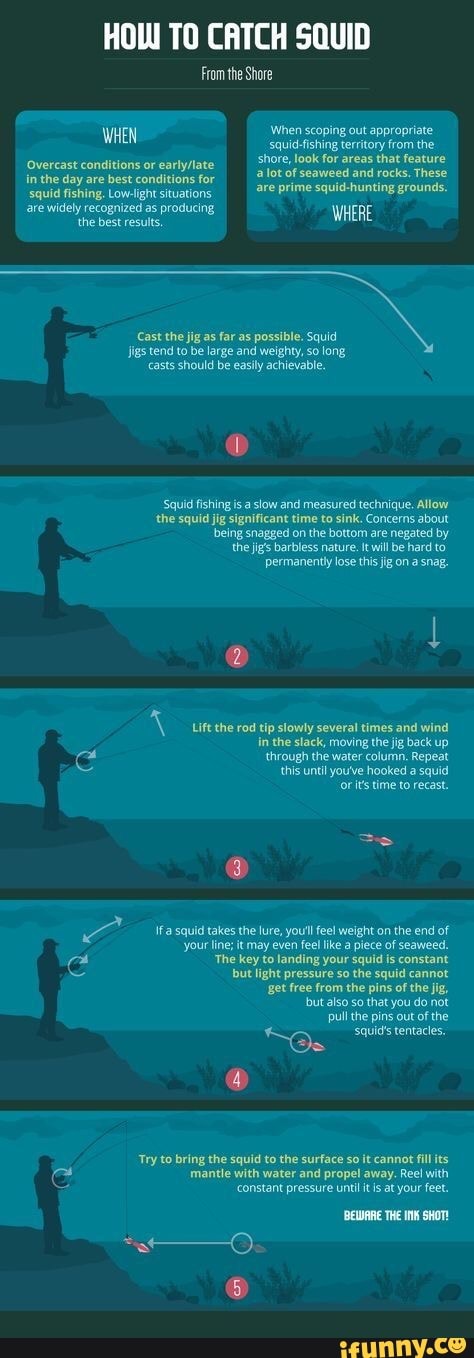 HOW TO CATCH SQUID
From the Shore
WHEN When scoping squid-fishing out appropriate territory from the in the day are best conditions for squid-fishing territory from the shore, allot look for areas and that feature rocks. These allot of seaweed and rocks. These are prime squid-hunting grounds.
'Overcast conditions or in the day are best conditions for squid fishing. Low-light situations
are widely recognized as producing the best results. WHERE
Cast the jig as far as possible. Squid jigs tend to be large and weighty, so long
'casts should be easily achievable.
'Squid fishing isa stow and measured technique. Allow the squid jig significant time to sink. Concerns about being snagged on the bottom are negated by
the jigs barbless nature. It will be hard to
permanently lose this jg on a snag.
tip stomty several tines and wind back inthe sack moving back Up
threugh the youve olumn, Repeat hooked squd
youve hooked quld
'your line; it may even feel like piece of seaweed.
The key to landing your squid is constant
but light pressure so the squid cannot
Bet free from the pins of the jig,
but also so that you do not
pull the pins out of the
squi's tentacles,
if'a squid takes the lure, you'll feel weight on the end of
'Try to bring the squid to the surface so it cannot fill its
'mantle with water and propel away. Reel with
'constant pressure until itis at your feet.