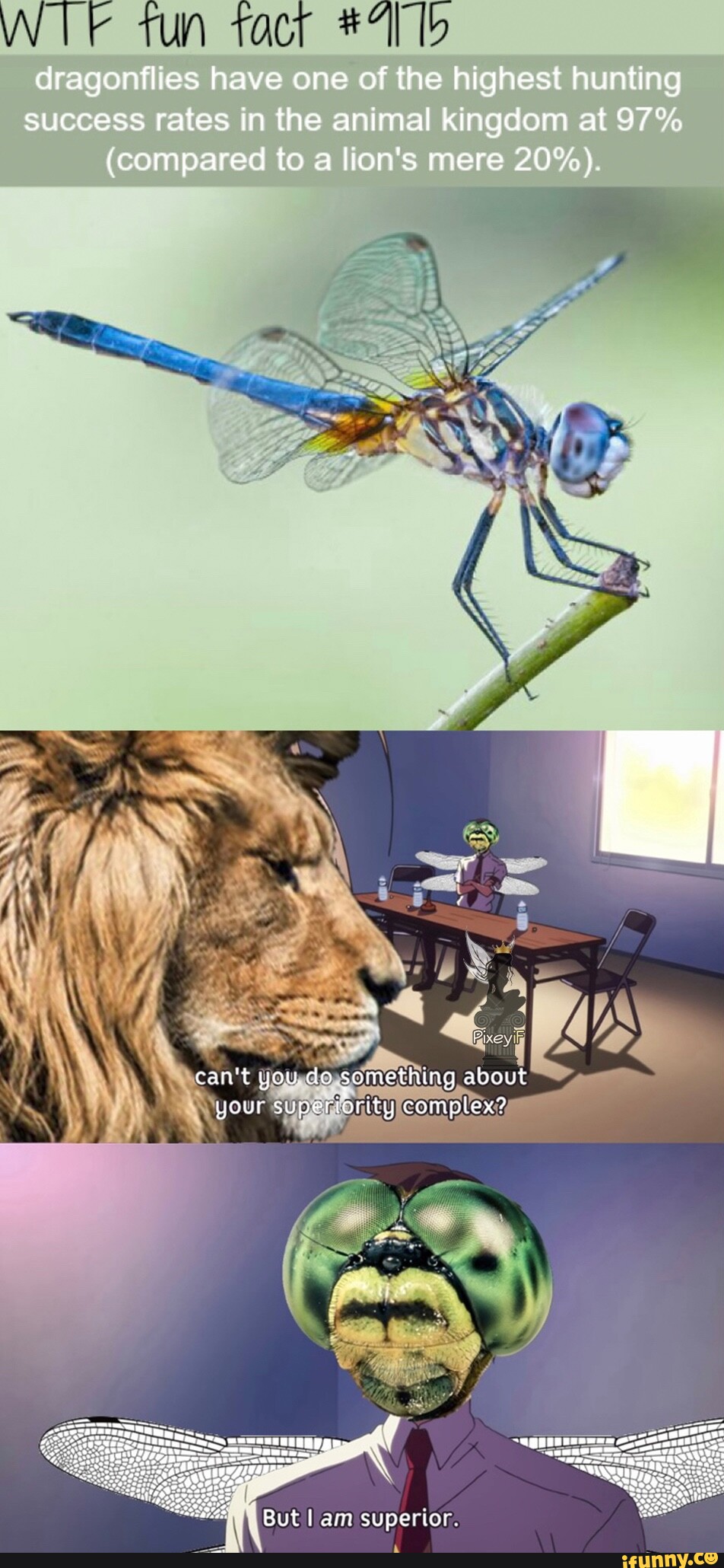 WI tun tacr dragonflies have one of the highest hunting success rates