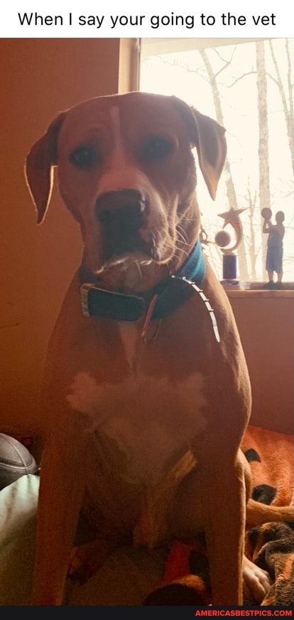 When I say your going to the vet