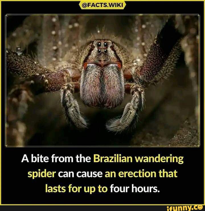 Slowmoose memes. Best Collection of funny Slowmoose pictures on iFunny  Brazil