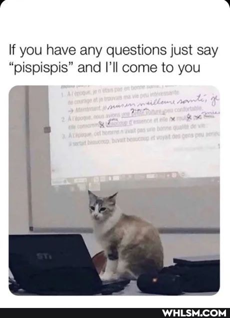 if you have any questions just say
"pispispis" and I'll come to you