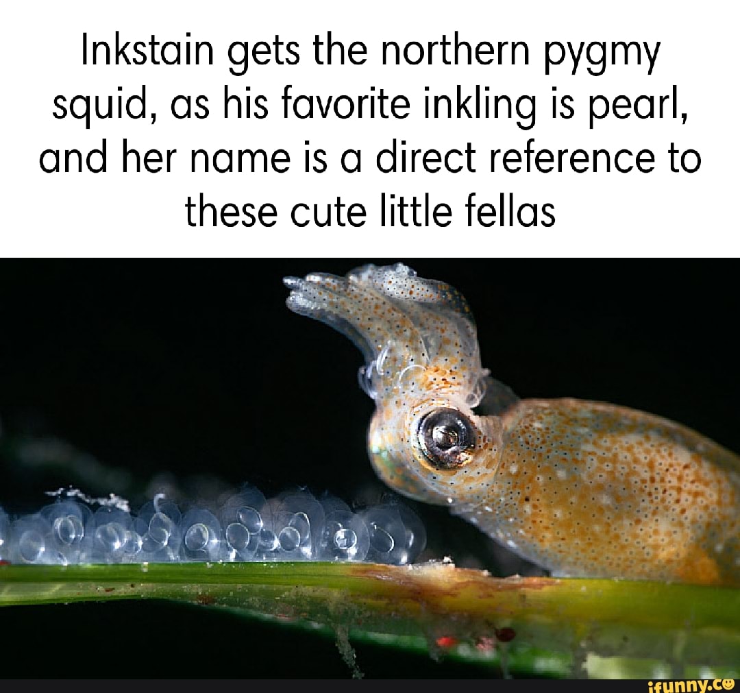 Inkstain Gets The Northern Pygmy Squid As His Favorite Inkling Is Pearl And Her Name Is A 